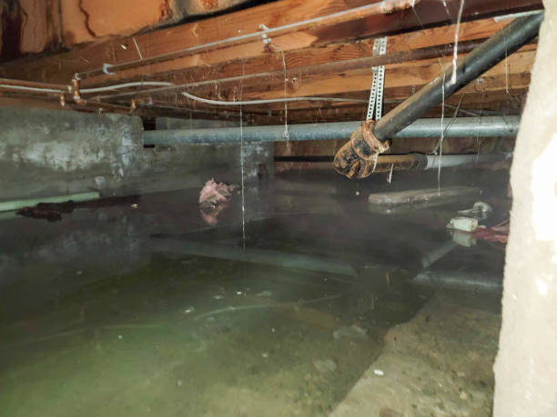 Best Mold removal after water damage  in North Lima, OH
